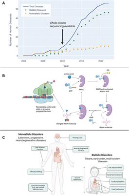 Aminoacyl-tRNA synthetases in human health and disease